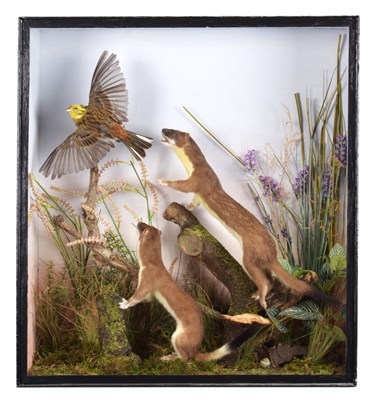Lot 166 - Taxidermy: A Cased Pair of Stoats &...