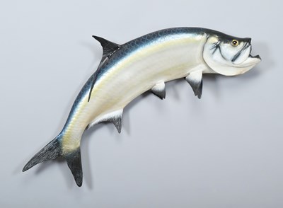 Lot Taxidermy: A Large Atlantic Tarpon (Megalops...