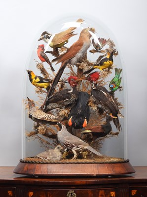 Lot Taxidermy: A Late Victorian Display of...