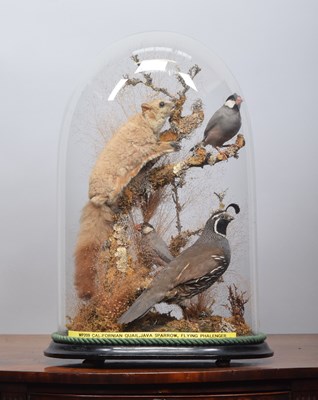 Lot 308 - Taxidermy: A Late Victorian Display of a...