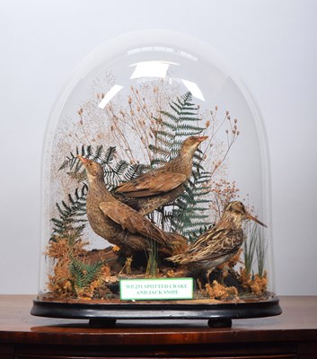 Lot 310 - Taxidermy: A Late Victorian Display of Spotted...