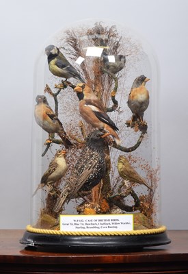 Lot 312 - Taxidermy: A Late Victorian Display of British...