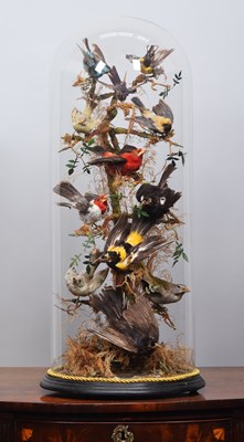 Lot 239 - Taxidermy: A Late Victorian Display of...