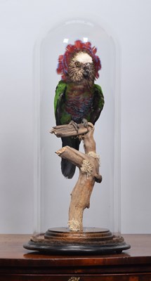Lot 171 - Taxidermy: Red-fan Parrot (Deroptyus...