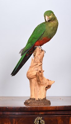 Lot 173 - Taxidermy: Australian King Parrot (Alisterus...