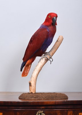 Lot 24 - Taxidermy: Papuan Eclectus Parrot (Eclectus...