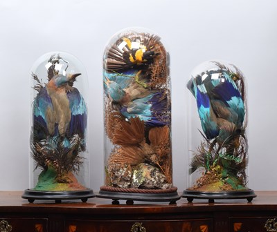 Lot 35 - Taxidermy: A Late Victorian Trio of Indian...