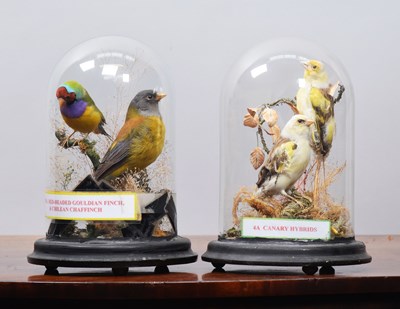 Lot 311 - Taxidermy: A Pair of Canary Hybrids and a...