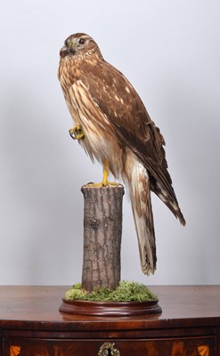 Lot 65 - Taxidermy: A Late Victorian Hen Harrier...