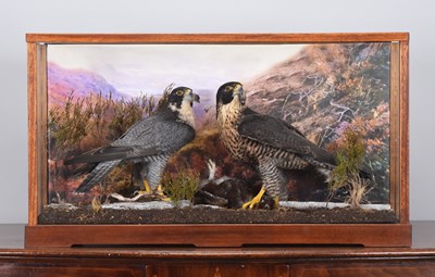 Lot Taxidermy: A Cased Pair of Peregrine Falcons...
