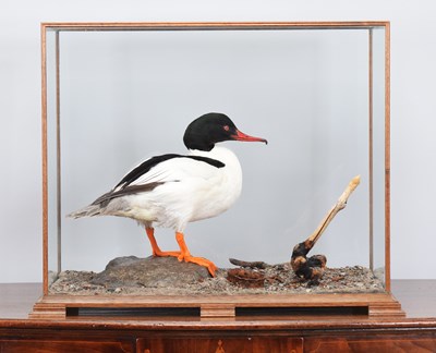 Lot 39 - Taxidermy: A Cased Goosander or Common...