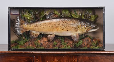 Lot 246 - Taxidermy: A Cased Brown Trout (Salmo trutta),...