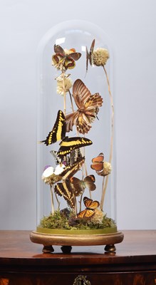 Lot 1295 - Entomology: A Diorama of Tropical Butterflies,...