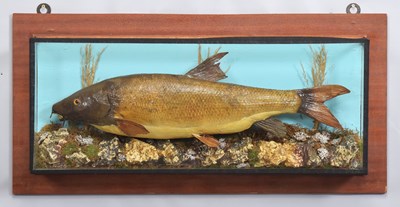 Lot 1151 - Taxidermy: A Cased Common Barbel (Barbus...