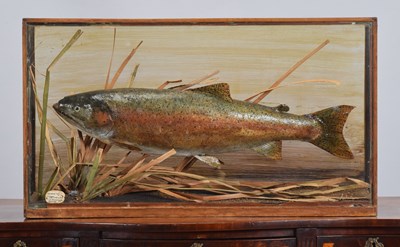 Lot 247 - Taxidermy: A Cased New Zealand Rainbow Trout...