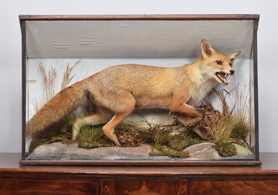 Lot 169 - Taxidermy: A Cased Red Fox (Vulpes vulpes),...