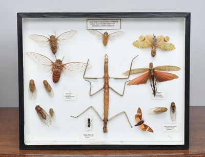 Lot 92 - Entomology: A Framed Entomology Display, circa...