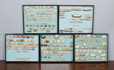 Lot 184 - Conchology: A Group of Framed Displays of...