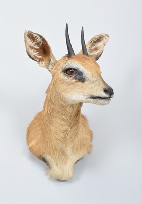 Lot 123 - Taxidermy: South African Steenbok (Raphicerus...