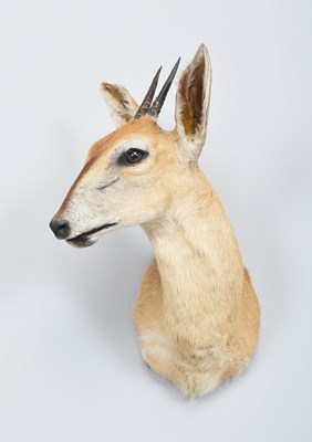 Lot 133 - Taxidermy: Common Grey Duiker (Sylvicapra...