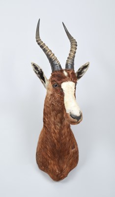 Lot 137 - Taxidermy: Blesbok (Damaliscus pygargus...