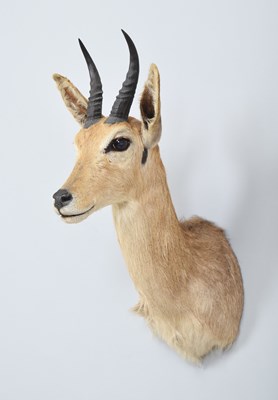 Lot 216 - Taxidermy: Southern Mountain Reedbuck (Redunca...