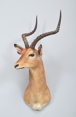 Lot 214 - Taxidermy: Common Impala (Aepyceros Melampus)...