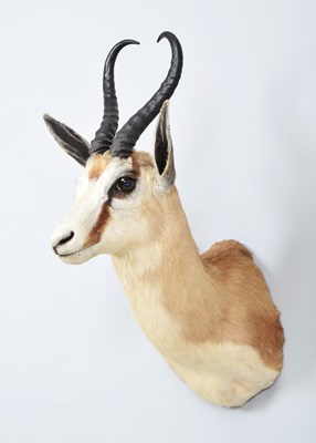 Lot 128 - Taxidermy: South African Springbok (Antidorcas...