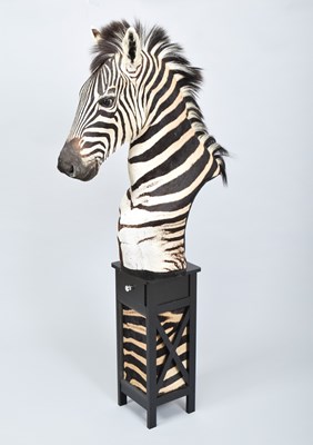 Lot 227 - Taxidermy: A Plains or Burchell's Zebra...