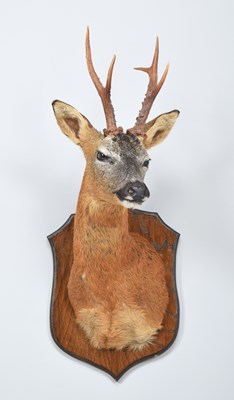 Lot 218 - Taxidermy: European Roebuck (Capreolus...