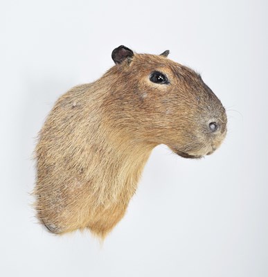 Lot 219 - Taxidermy: Capybara (Hydrochoerus...