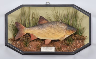 Lot 242 - Taxidermy: A Cased Common Roach (Rutilus...