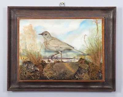 Lot 220 - Taxidermy: A Wall Cased Eurasian Skylark...