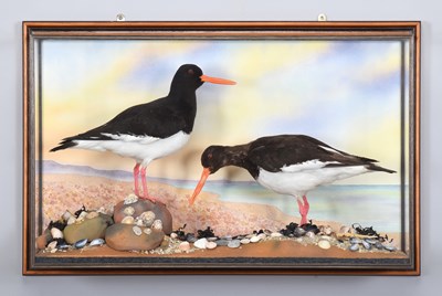 Lot 222 - Taxidermy: A Wall Cased Pair of Oyster...