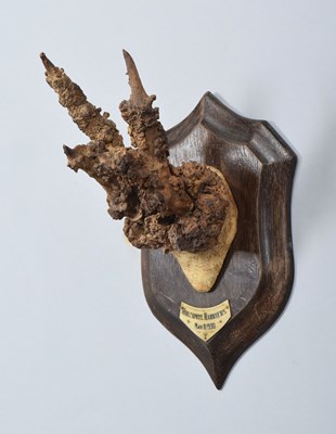 Lot 226 - Antlers/Horns: A Set of Peruque Roe Deer...