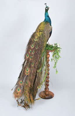 Lot 231 - Taxidermy: Indian Peacock (Pavo cristatus),...