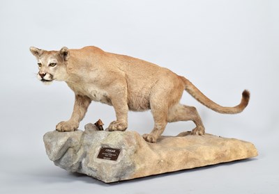 Lot 230 - Taxidermy: North American Puma or Mountain...