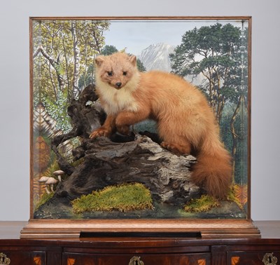 Lot 232 - Taxidermy: A Cased European Pine Marten...