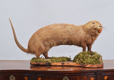 Lot 1152 - Taxidermy: A Coypu or Nutria (Myocastor...