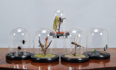 Lot 1142 - Entomology/Coleoptera: A Group of Insects in...