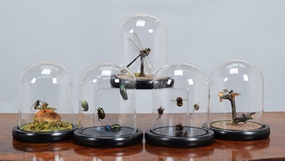 Lot 1257 - Entomology/Coleoptera: A Group of Insects in...