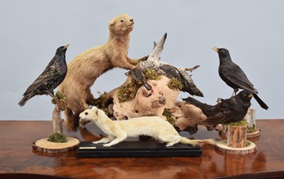 Lot 1143 - Taxidermy: A Group of European Birds and...