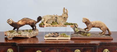 Lot 1144 - Taxidermy: A Group of European Taxidermy...