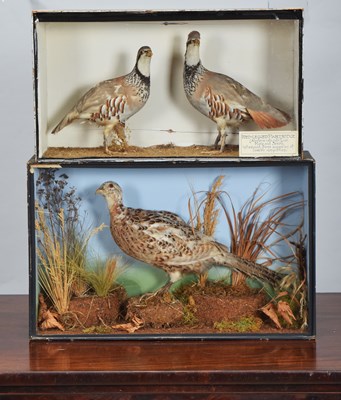 Lot 1145 - Taxidermy: A Late Victorian Cased Pair of...