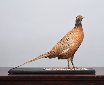 Lot 234 - Taxidermy: An Unusual Plumed Ring-necked...