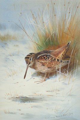 Lot Archibald Thorburn FZS (1860-1935) Scottish...