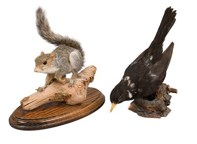 Lot 1147 - Taxidermy: A Grey Squirrel and Blackbird, both...