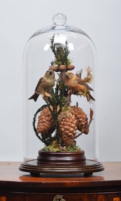 Lot 250 - Taxidermy: A Pair of Antique Common Cross...