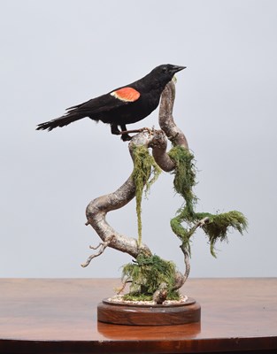 Lot 1287 - Taxidermy: Red-winged Blackbird (Agelaius...
