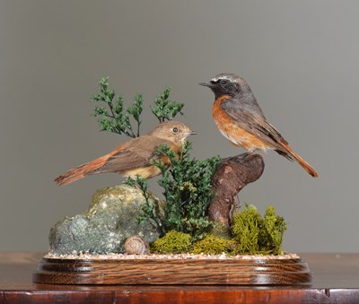 Lot 1261 - Taxidermy: A Pair of Common Redstarts...